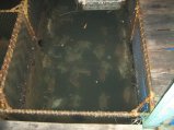 117-IMG_1489.jpg.small.jpeg