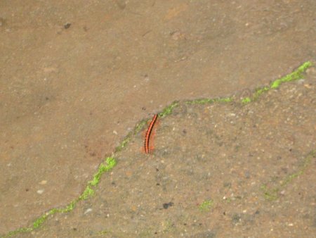 142-IMG_1520.jpg.medium.jpeg
