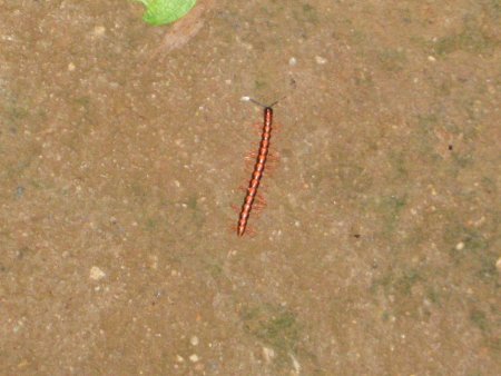 143-IMG_1521.jpg.medium.jpeg