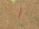 143-IMG_1521.jpg.small.jpeg
