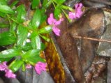 147-IMG_1525.jpg.small.jpeg
