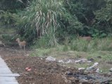 152-IMG_1530.jpg.small.jpeg