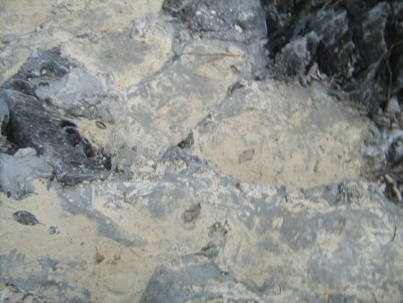 160-IMG_1539.jpg.medium.jpeg