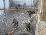 184-IMG_1575.jpg.small.jpeg