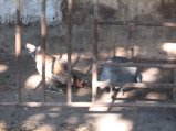 186-IMG_1577.jpg.small.jpeg