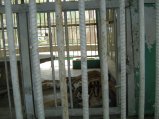 201-IMG_1594.jpg.small.jpeg