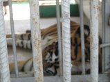 202-IMG_1595.jpg.small.jpeg