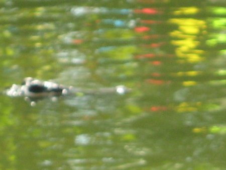 208-IMG_1603.jpg.medium.jpeg
