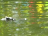 208-IMG_1603.jpg.small.jpeg