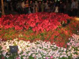 243-IMG_1642.jpg.small.jpeg