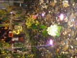 245-IMG_1644.jpg.small.jpeg