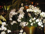 247-IMG_1646.jpg.small.jpeg
