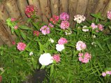 248-IMG_1647.jpg.small.jpeg