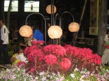 254-IMG_1653.jpg.small.jpeg