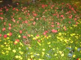 263-IMG_1662.jpg.small.jpeg