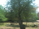 402-IMG_1819.JPG.small.jpeg