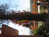 437-IMG_1855.JPG.small.jpeg