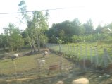 463-IMG_1885.JPG.small.jpeg