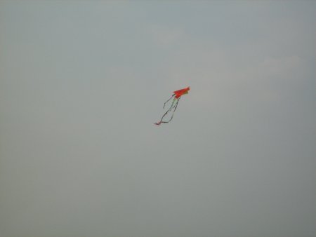 480-IMG_1910.JPG.medium.jpeg