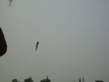 483-IMG_1913.JPG.small.jpeg