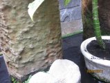 070-IMG_1556.jpg.small.jpeg