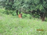 258-Picture 137.jpg.small.jpeg