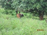 259-Picture 138.jpg.small.jpeg