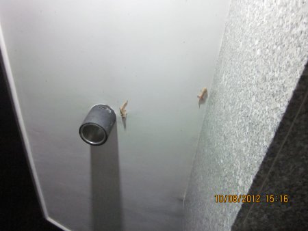 312-IMG_1839.JPG.medium.jpeg