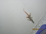 313-IMG_1840.JPG.small.jpeg