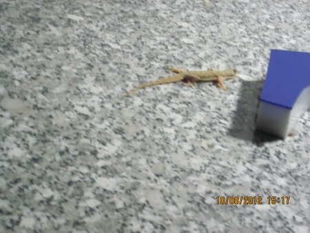 314-IMG_1842.JPG.medium.jpeg