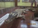 357-IMG_1899.JPG.small.jpeg