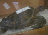 369-IMG_1911.JPG.small.jpeg
