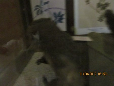 370-IMG_1912.JPG.medium.jpeg