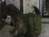 371-IMG_1913.JPG.small.jpeg