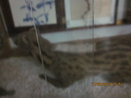 374-IMG_1916.JPG.medium.jpeg