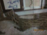 374-IMG_1916.JPG.small.jpeg