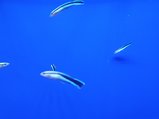 ../thumbnails/191-20230804_130637.jpg.small.jpeg