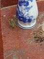 ../thumbnails/314-20230717_123209.jpg.small.jpeg