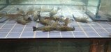 thumbnails/011-20250720_192300.jpg.small.jpeg