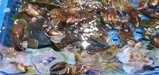 ../thumbnails/016-20250720_192356.jpg.small.jpeg