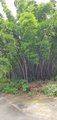 ../thumbnails/044-20250721_112920.jpg.small.jpeg