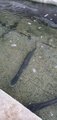 ../thumbnails/053-20250721_142135.jpg.small.jpeg